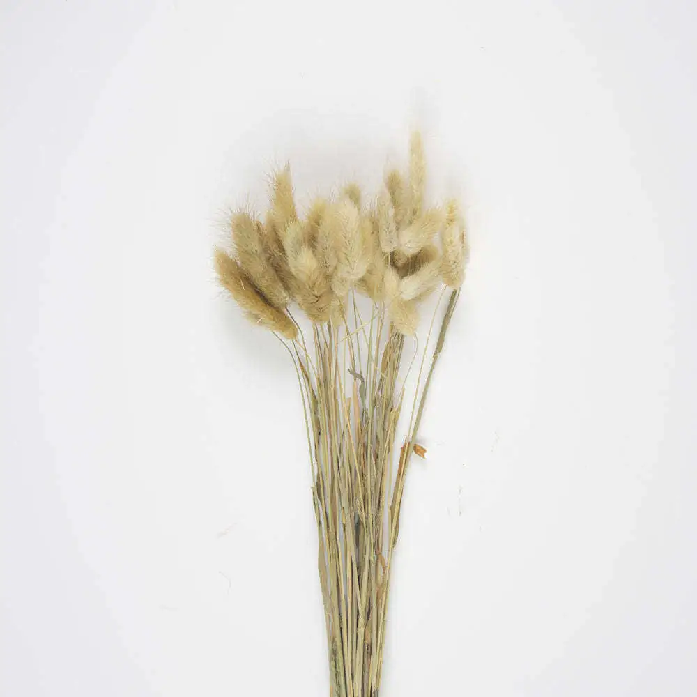 Bouquet De 30 Bunny Tails Brun Naturel 60 Cm 2 Bouquet De 30 Bunny Tails Brun Naturel 60 Cm – Image 2