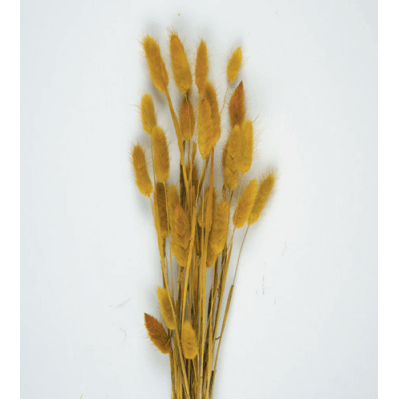 Bouquet De 30 Bunny Tails Jaune Moutarde 60 Cm 1 Bouquet De 30 Bunny Tails Jaune Moutarde 60 Cm