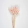 Bouquet De 30 Bunny Tails Rose Vintage 60 Cm
