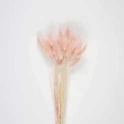 Bouquet De 30 Bunny Tails Rose Vintage 60 Cm