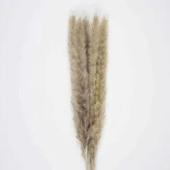 Bouquet De 5 Pampas "doudou" Brun Naturel 60 Cm
