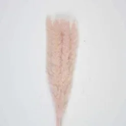 Bouquet De 5 Pampas "doudou" Rose Vintage 60 Cm