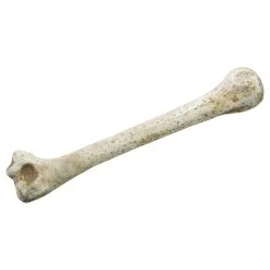 Os Des Cavernes 28 Cm