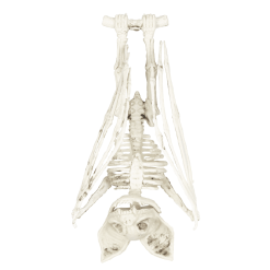 Squelette De Chauve-souris 27 Cm